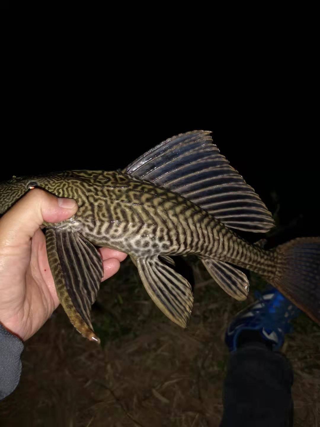 清道夫魚為什麼會死清道夫為什麼死了還能活