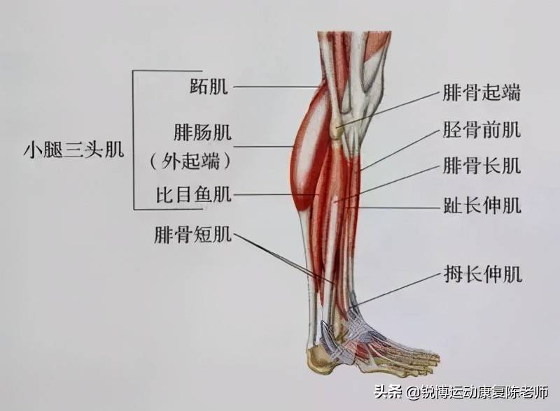 小腿三头肌是构成小腿形态的主要肌肉