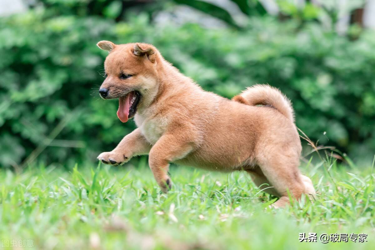 养殖土狗赚钱必须从幼犬开始