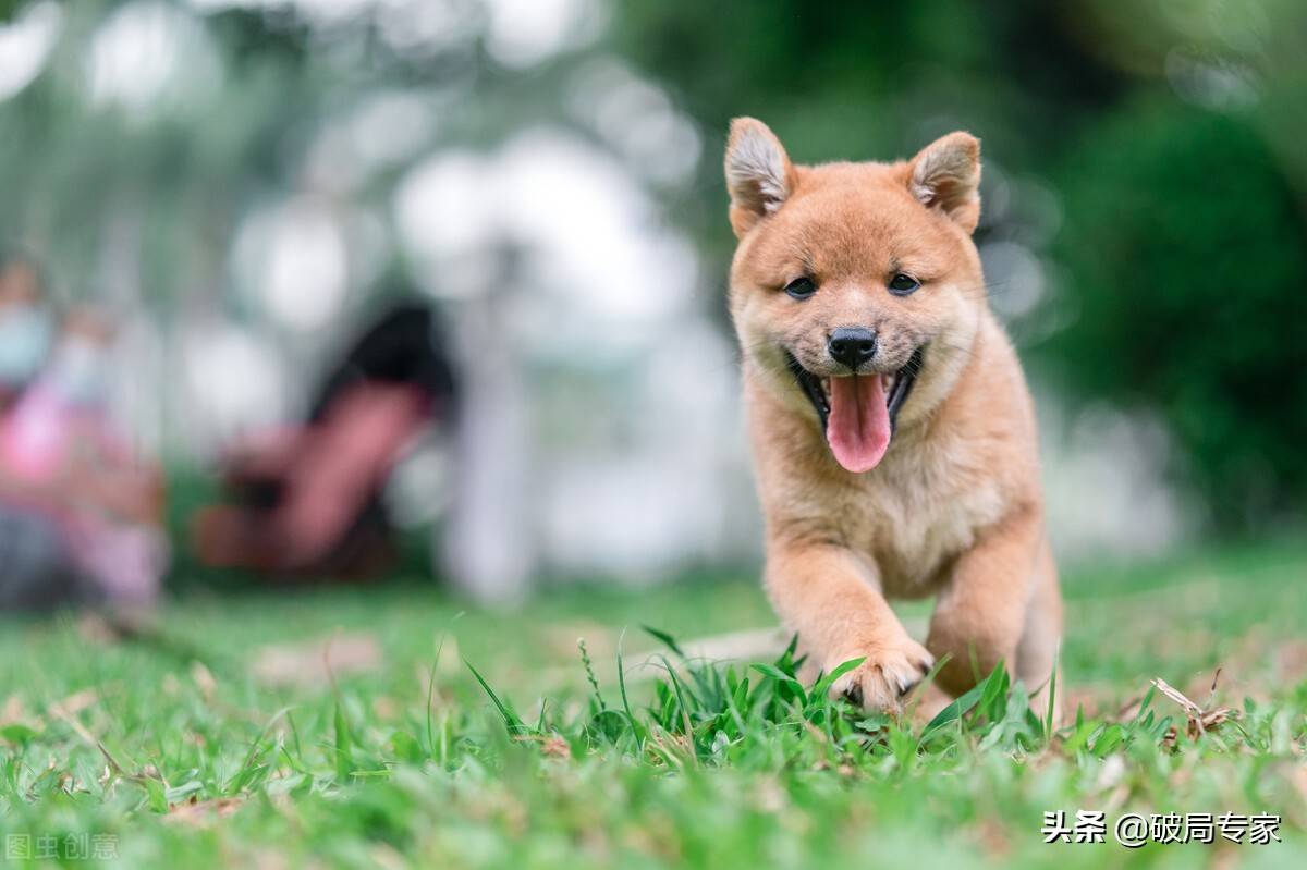 养殖土狗学习必须从幼犬开始