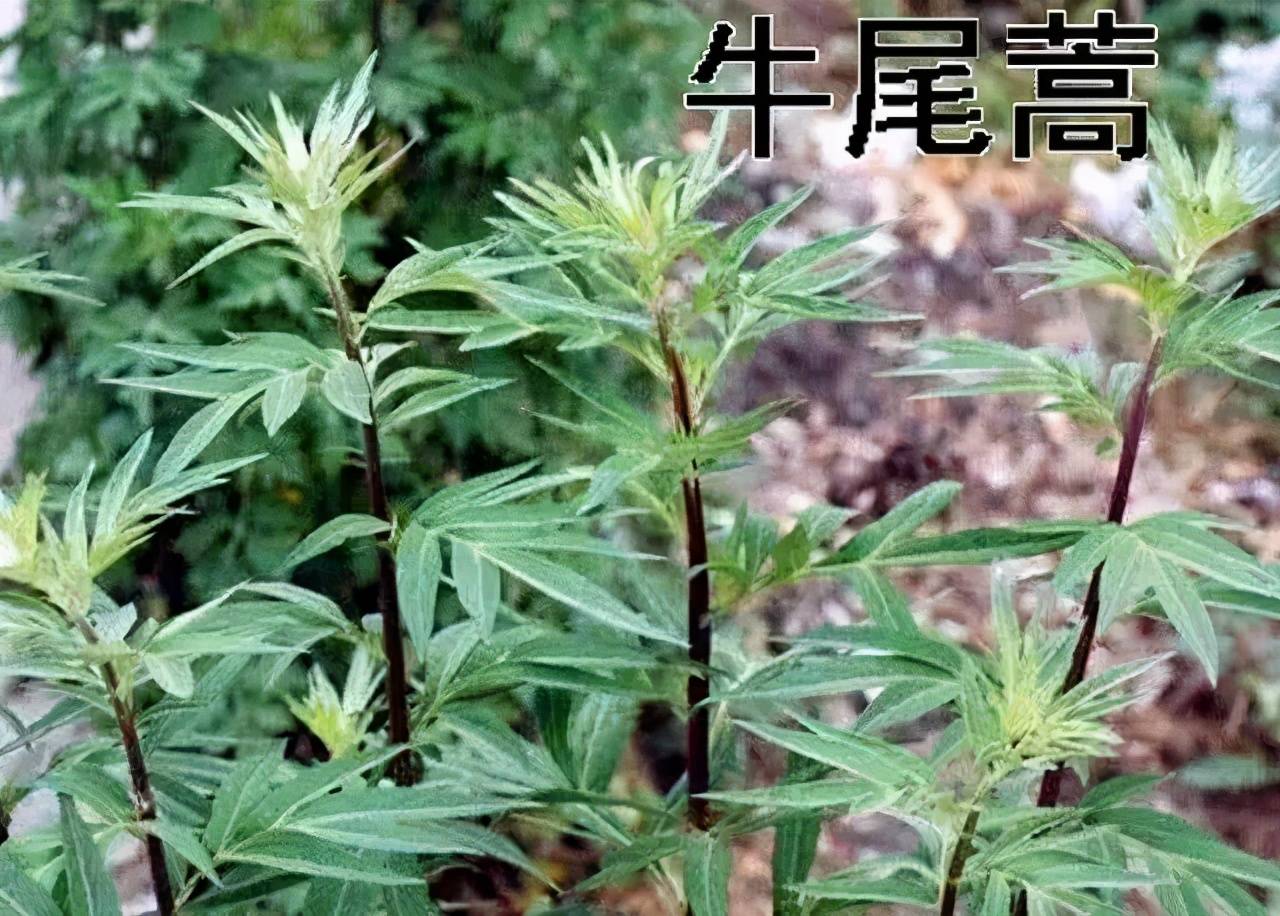 蔚、萧都是蒿，栵是什么？