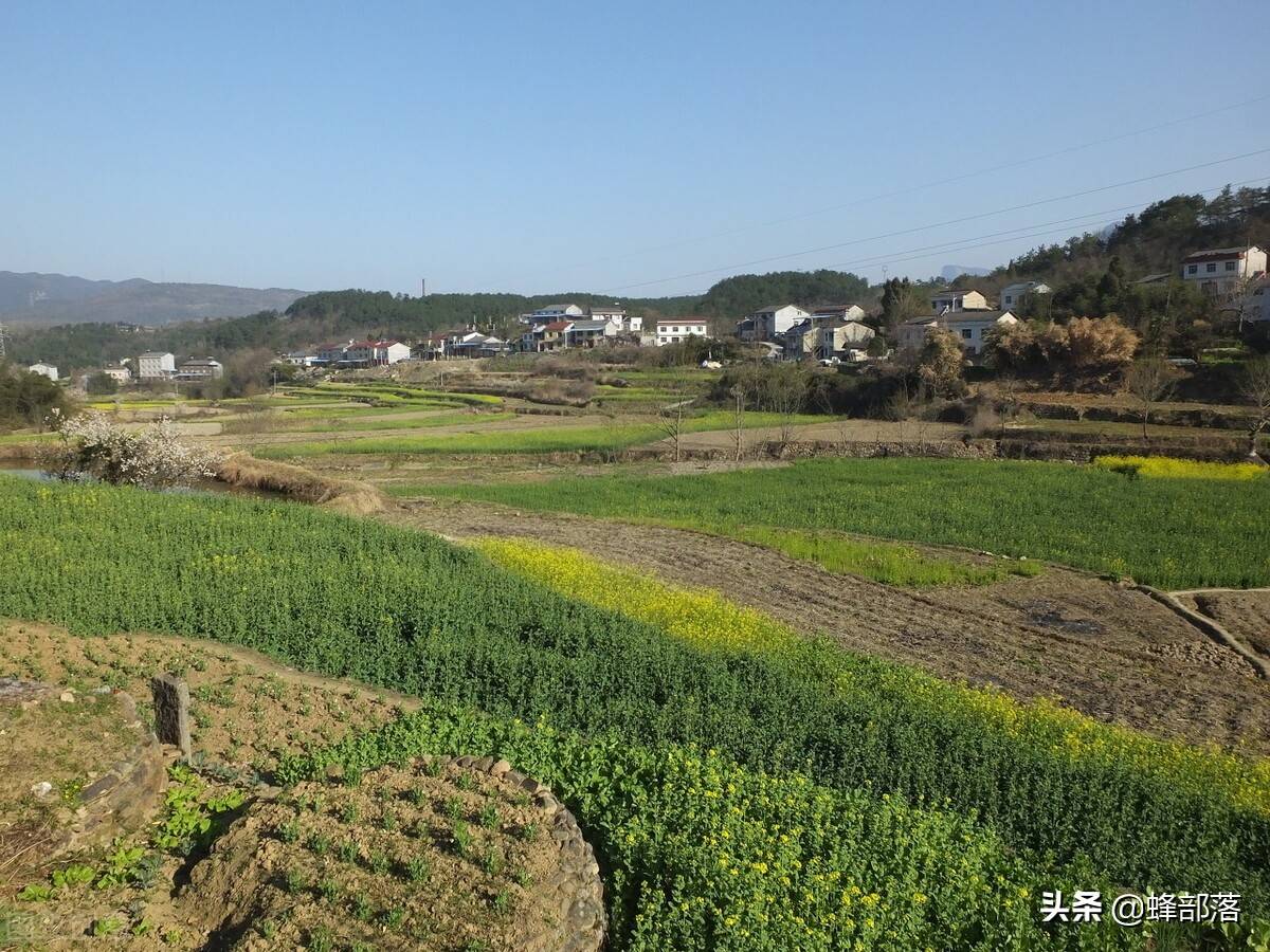 大树“阴了”庄稼地，可以用农药灭掉吗？弄不好可能吃官司