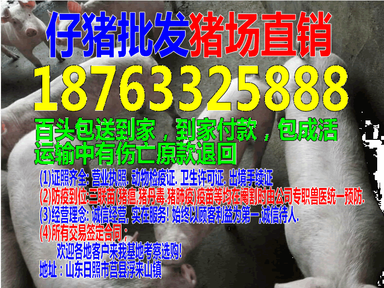 全国各地仔猪价格仔猪批发市场