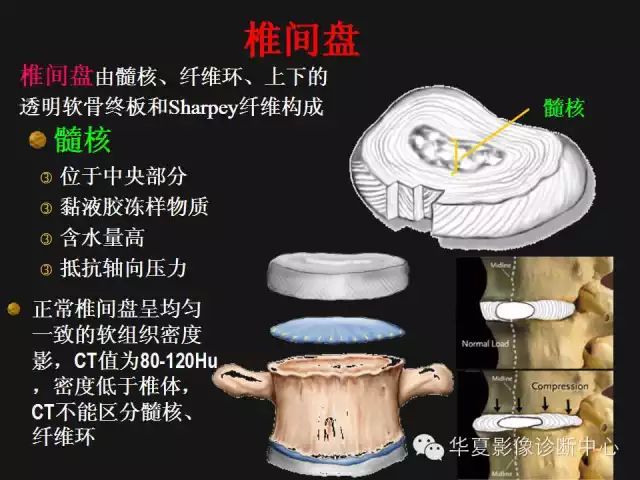 腰椎在哪里腰椎12345节的位置图