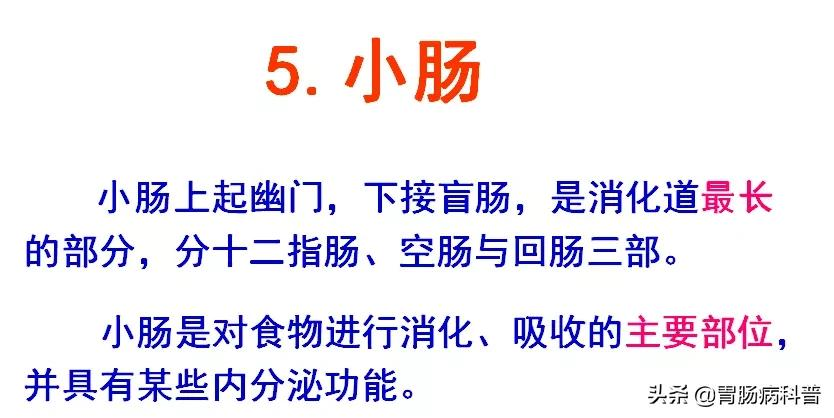 高清大图——消化系统结构与功能，一文轻松搞定