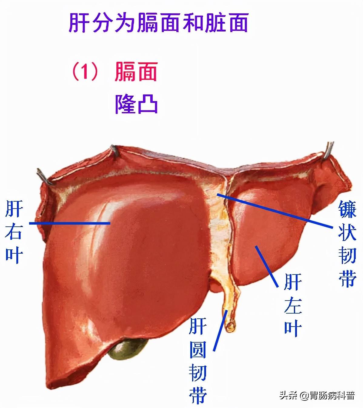 高清大图——消化系统结构与功能，一文轻松搞定