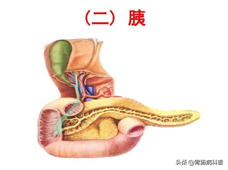 高清大图——消化系统结构与功能，一文轻松搞定