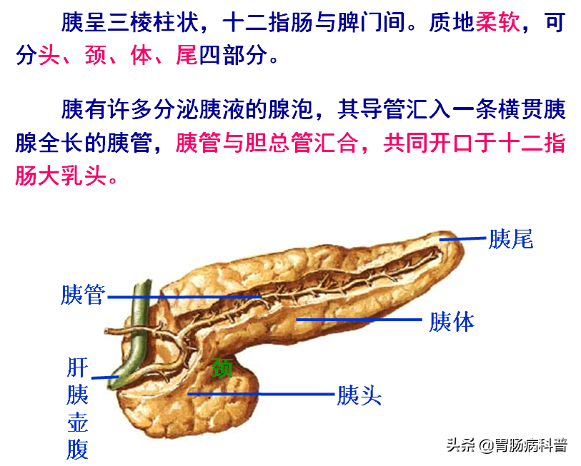 高清大图——消化系统结构与功能，一文轻松搞定