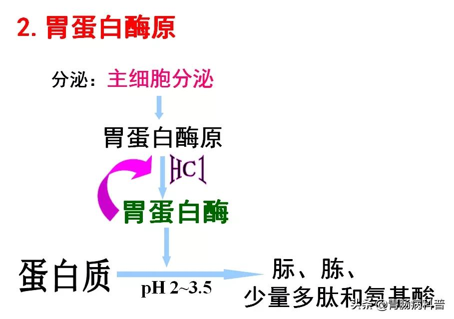 高清大图——消化系统结构与功能，一文轻松搞定