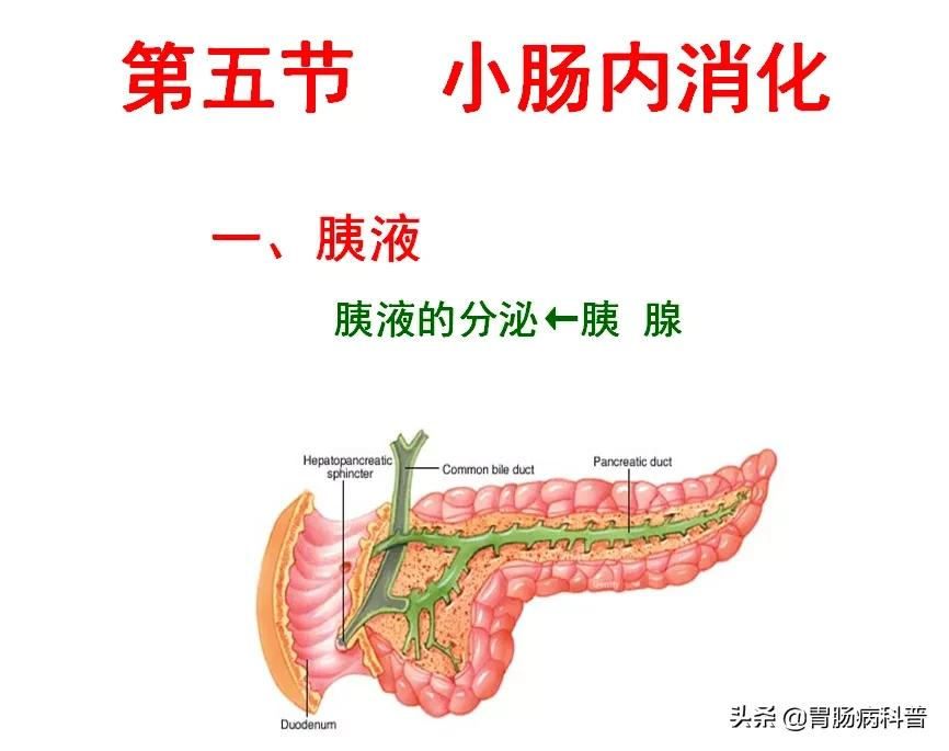 高清大图——消化系统结构与功能，一文轻松搞定