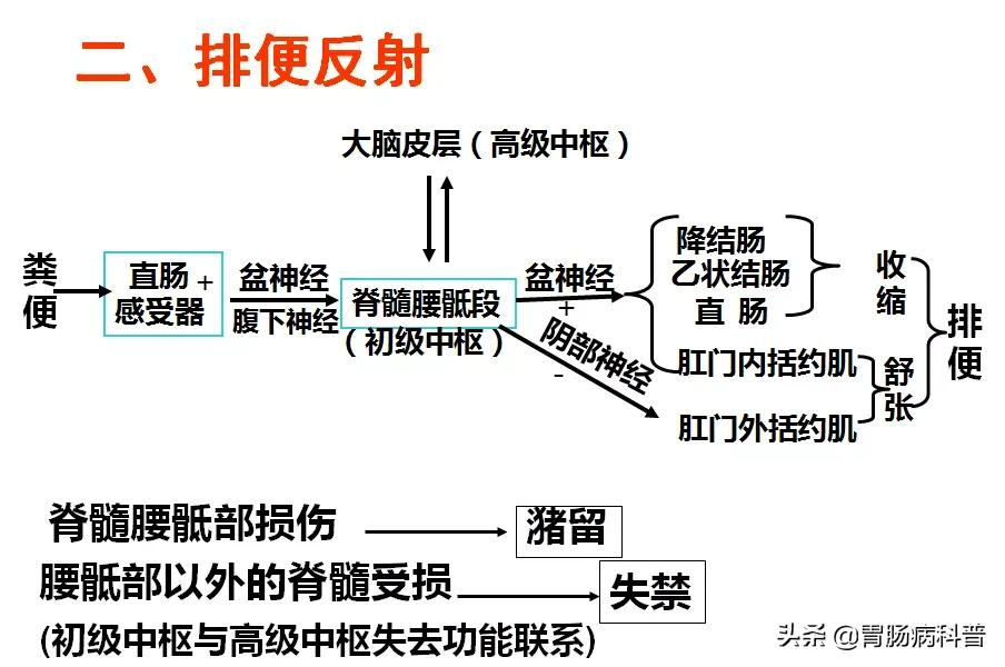 高清大图——消化系统结构与功能，一文轻松搞定