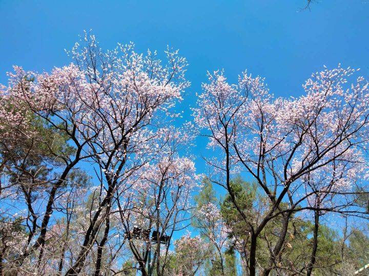 三探北山公园小松鼠