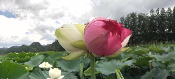 生物多样性｜云南普者黑：从喀斯特地貌山水田园风光 别有洞天的生物乐园