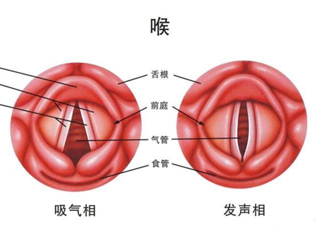 咽炎导致咳嗽、失眠，喝一种汤，3~5天即有改善，半月即痊愈！