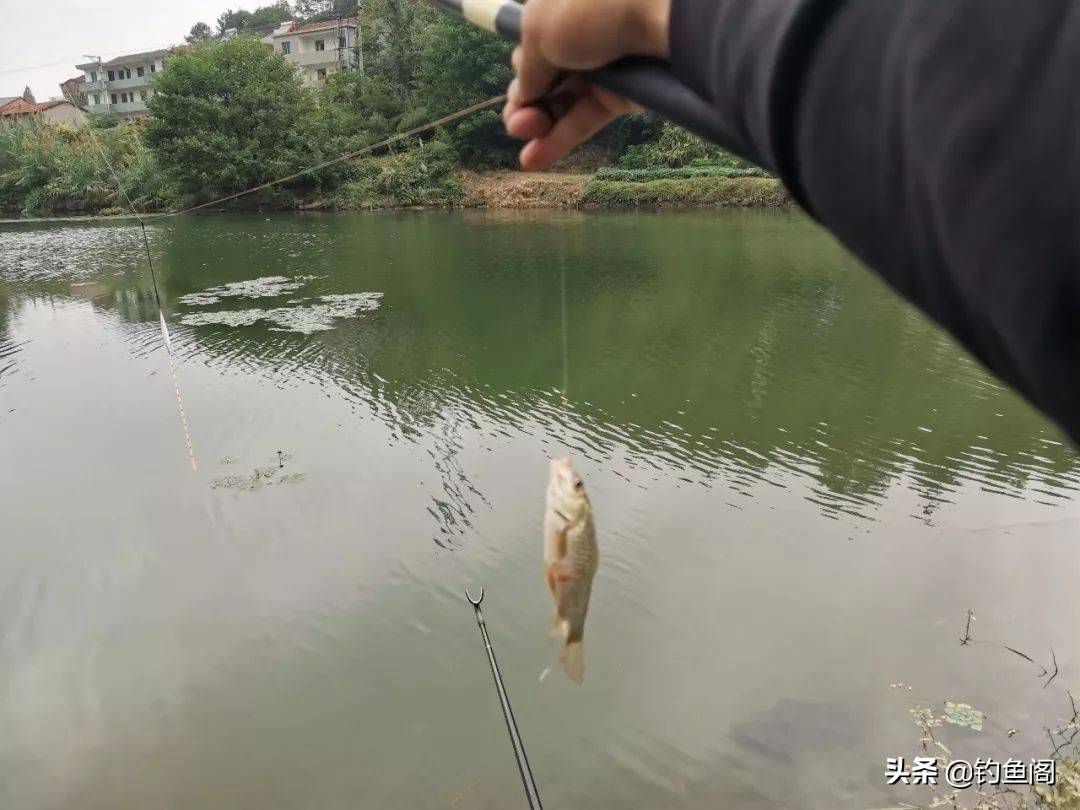 野钓别只用伊势尼！想大小通杀，还是这几种鱼钩效果更好