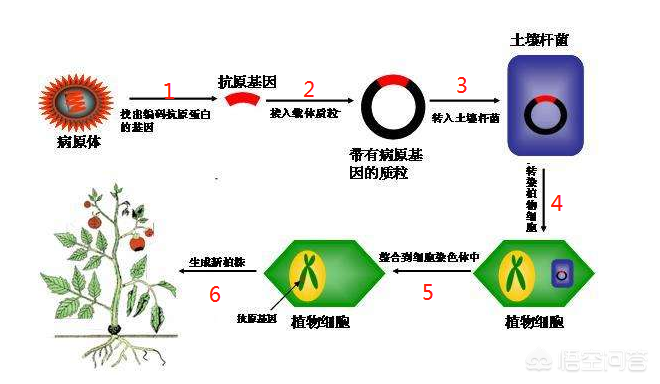 “转基因”是什么，简单介绍认识一下