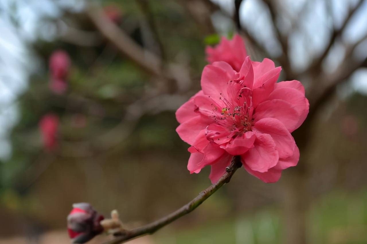 什么是“桃花运”？读完涨知识了