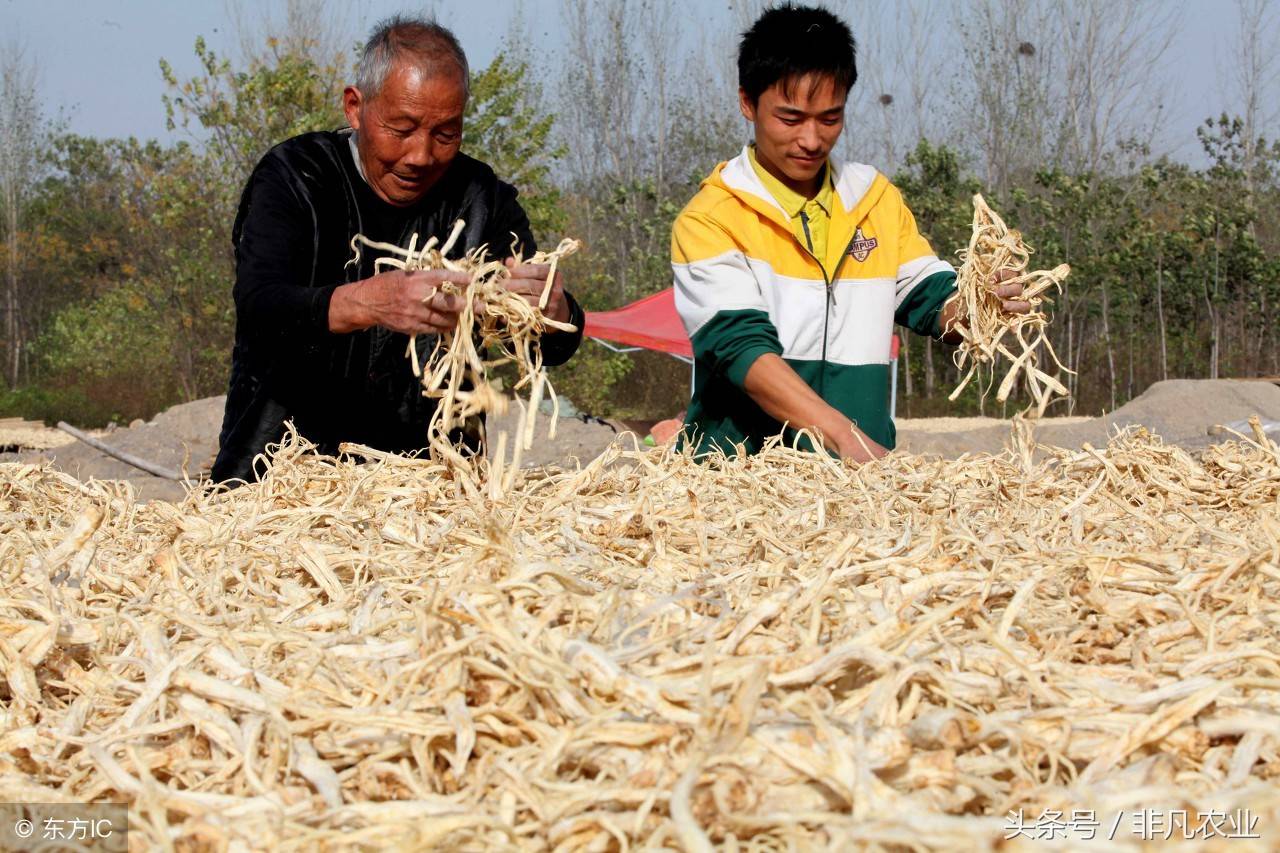 农村这些作物，明年种植，赚钱多，利润很可观，价格一直在涨！