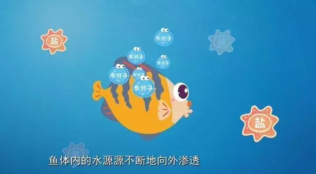 科学故事：鱼在水中，嘴一张一合是在喝水吗？