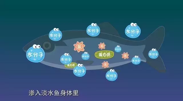 科学故事：鱼在水中，嘴一张一合是在喝水吗？