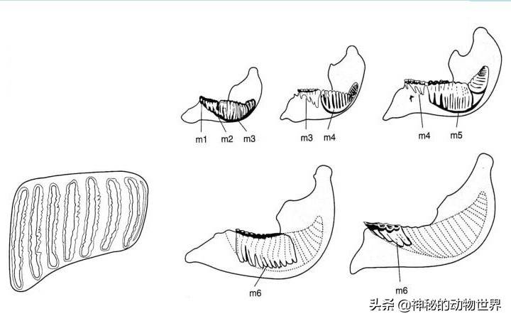 大象最大的咀嚼牙齿可达4公斤重，一生换多次牙，换牙方式很特别