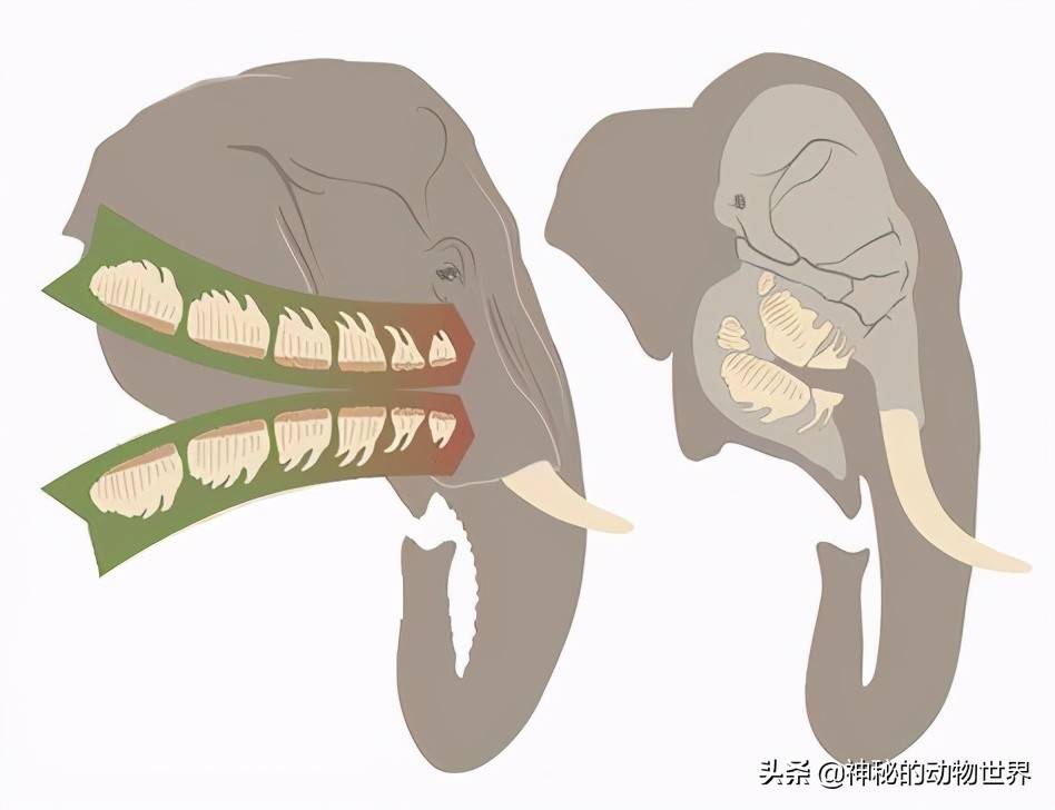 大象嘴巴里的牙齿图片图片
