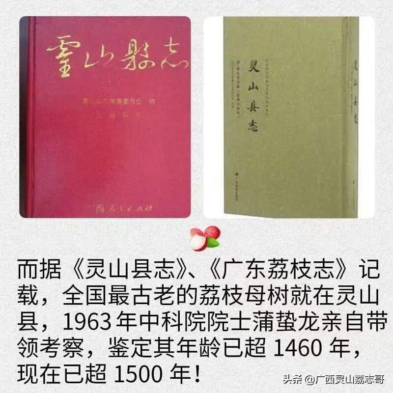 荔枝几月份成熟？广西灵山最好吃的荔枝品种介绍及上市时间表