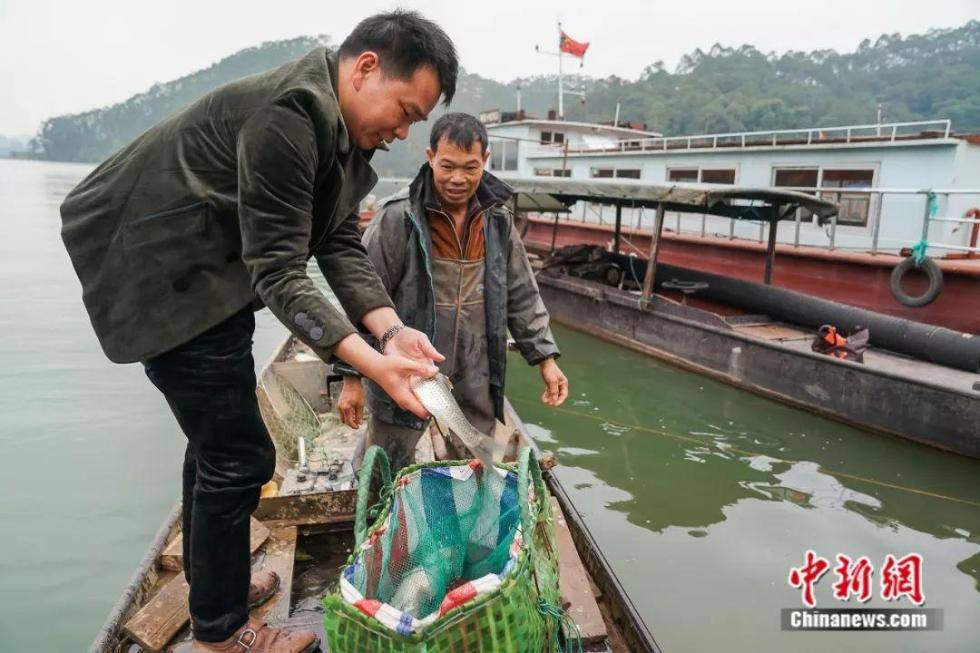 吃生鱼片吗？日本的？不，广西的