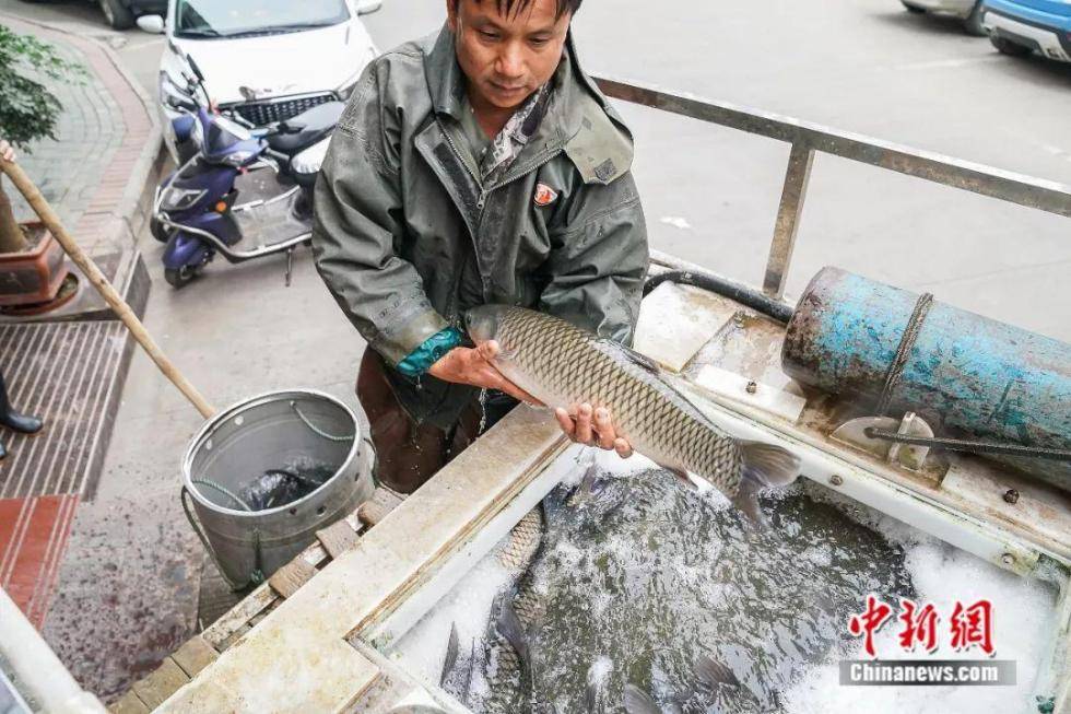 吃生鱼片吗？日本的？不，广西的